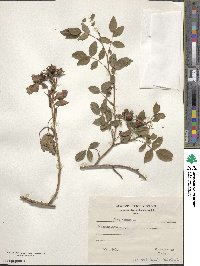 Rosa canina image