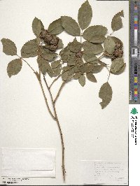 Rosa canina image