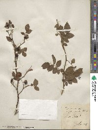 Rosa canina image