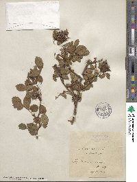 Rosa canina image