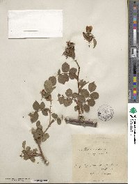 Rosa canina image