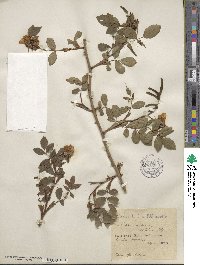 Rosa canina image