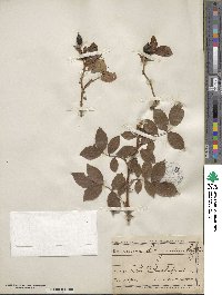 Rosa canina image