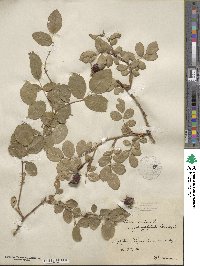 Rosa canina image