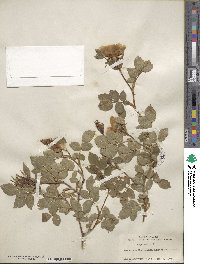 Rosa canina image