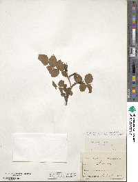 Rosa canina image