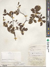 Rosa canina image