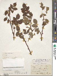 Rosa canina image