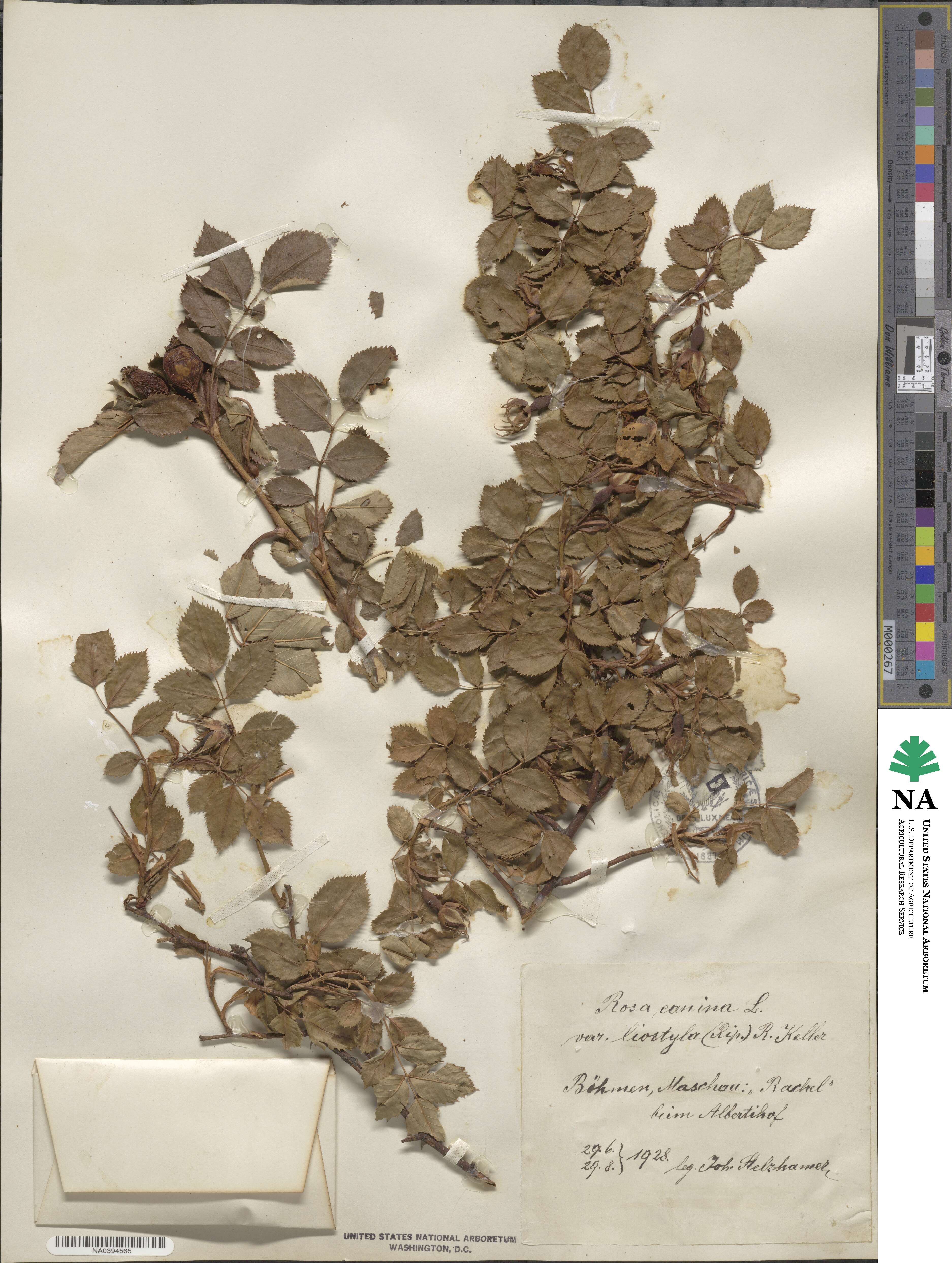 Rosa canina image