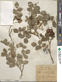 Rosa canina image