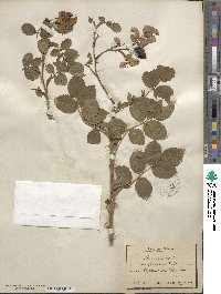 Rosa canina image