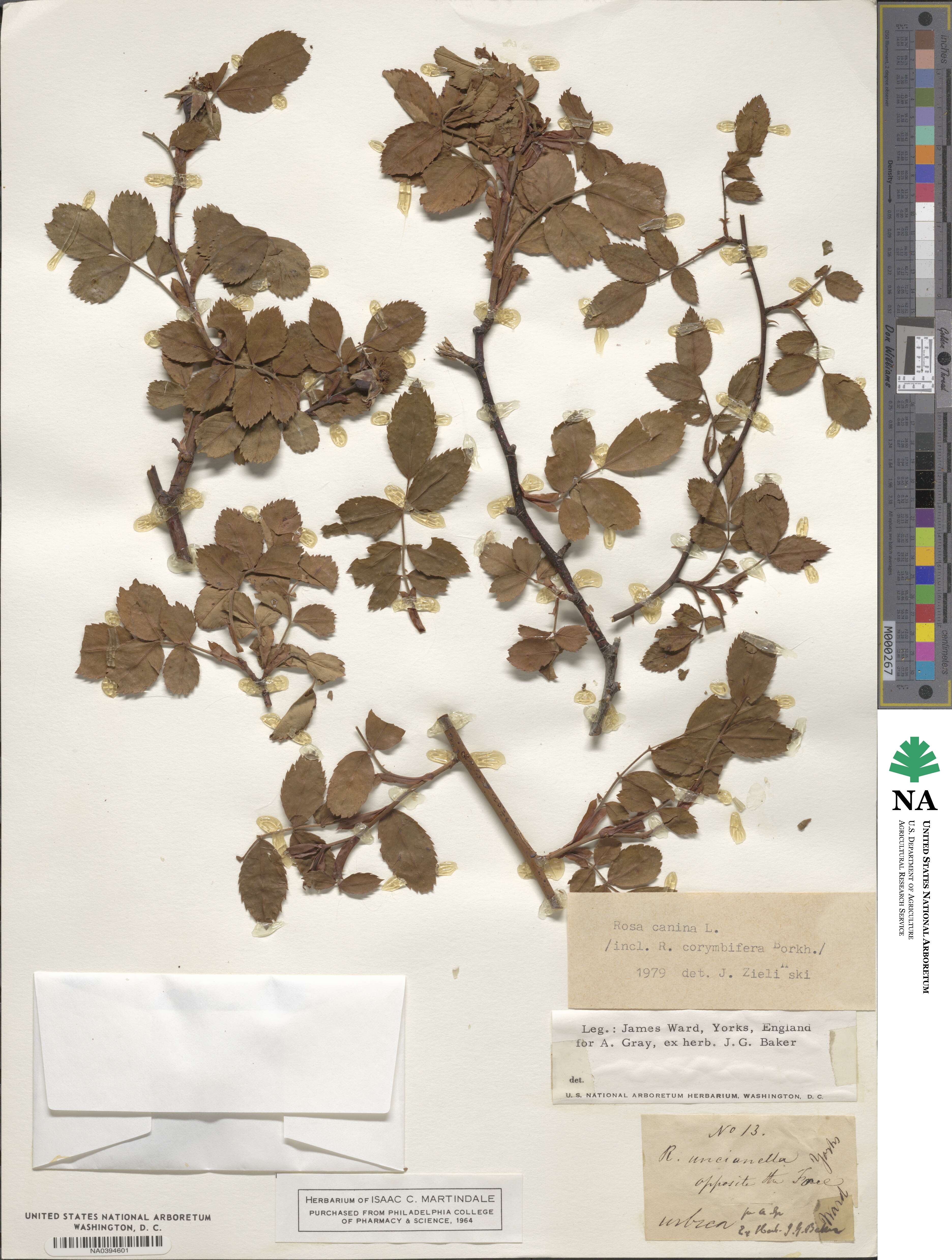 Rosa canina image