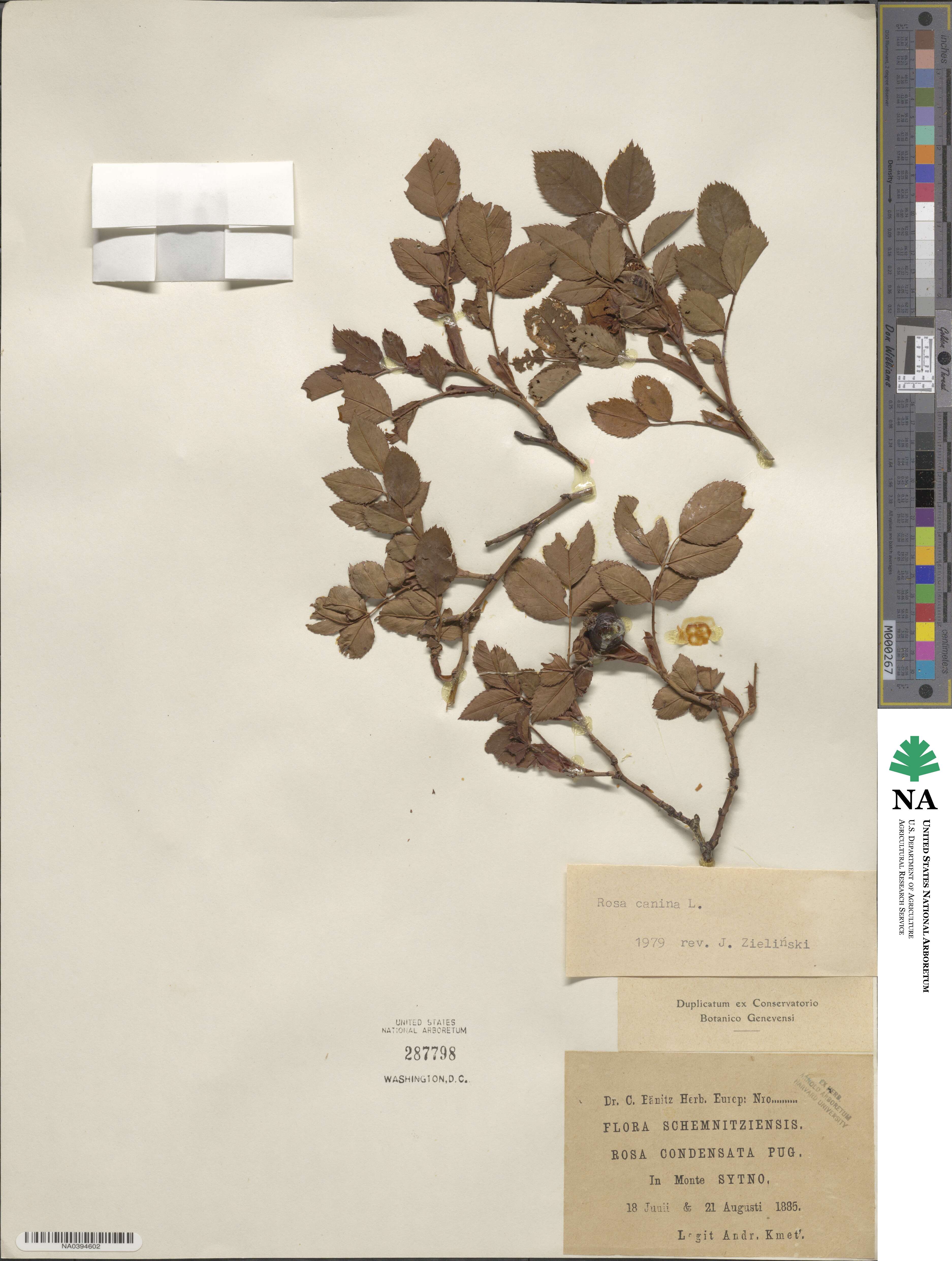 Rosa canina image