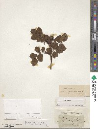 Rosa canina image