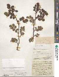 Rosa canina image