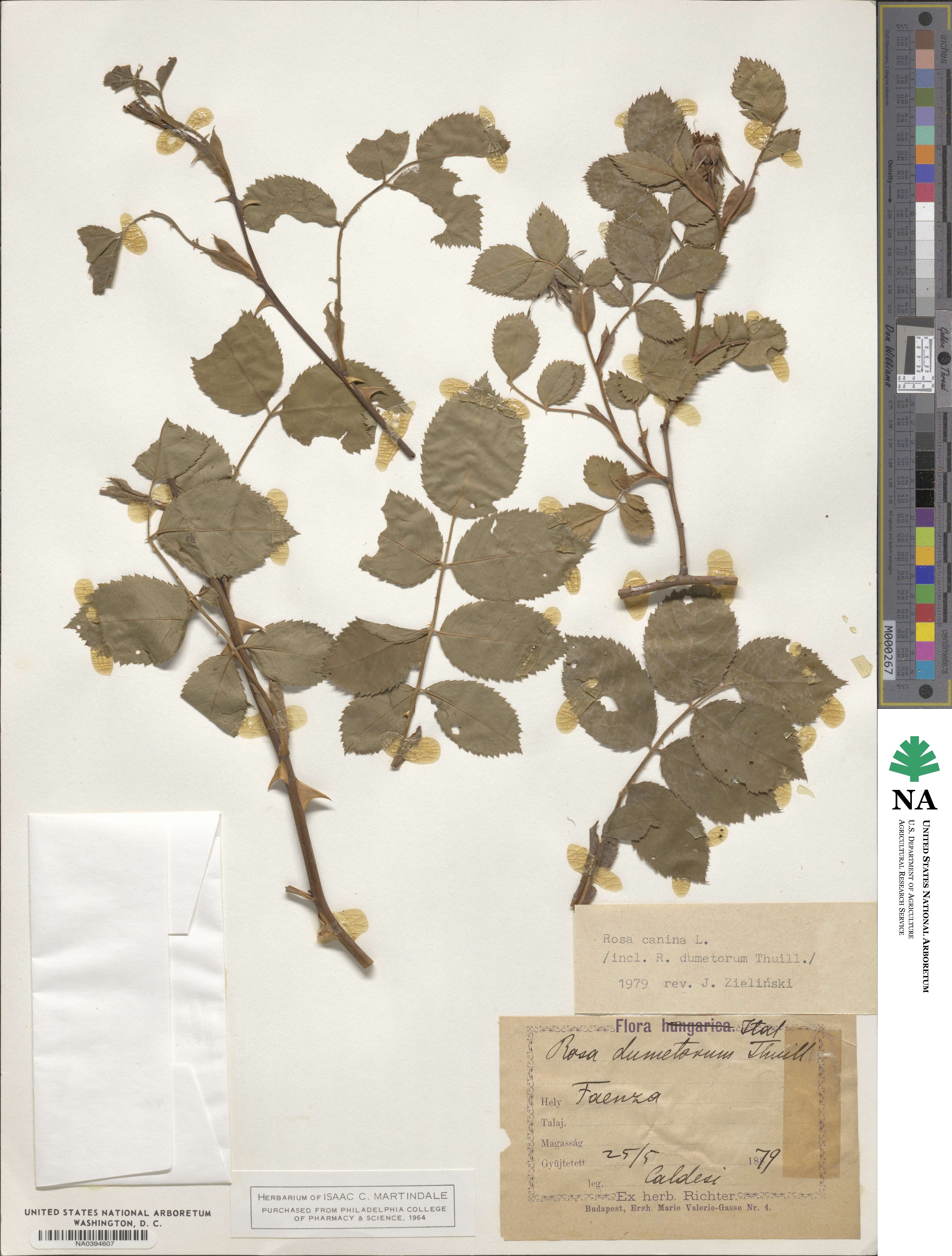 Rosa canina image