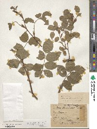 Rosa canina image