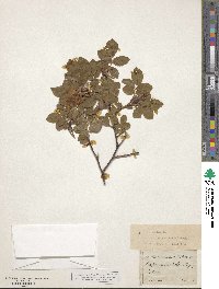 Rosa canina image