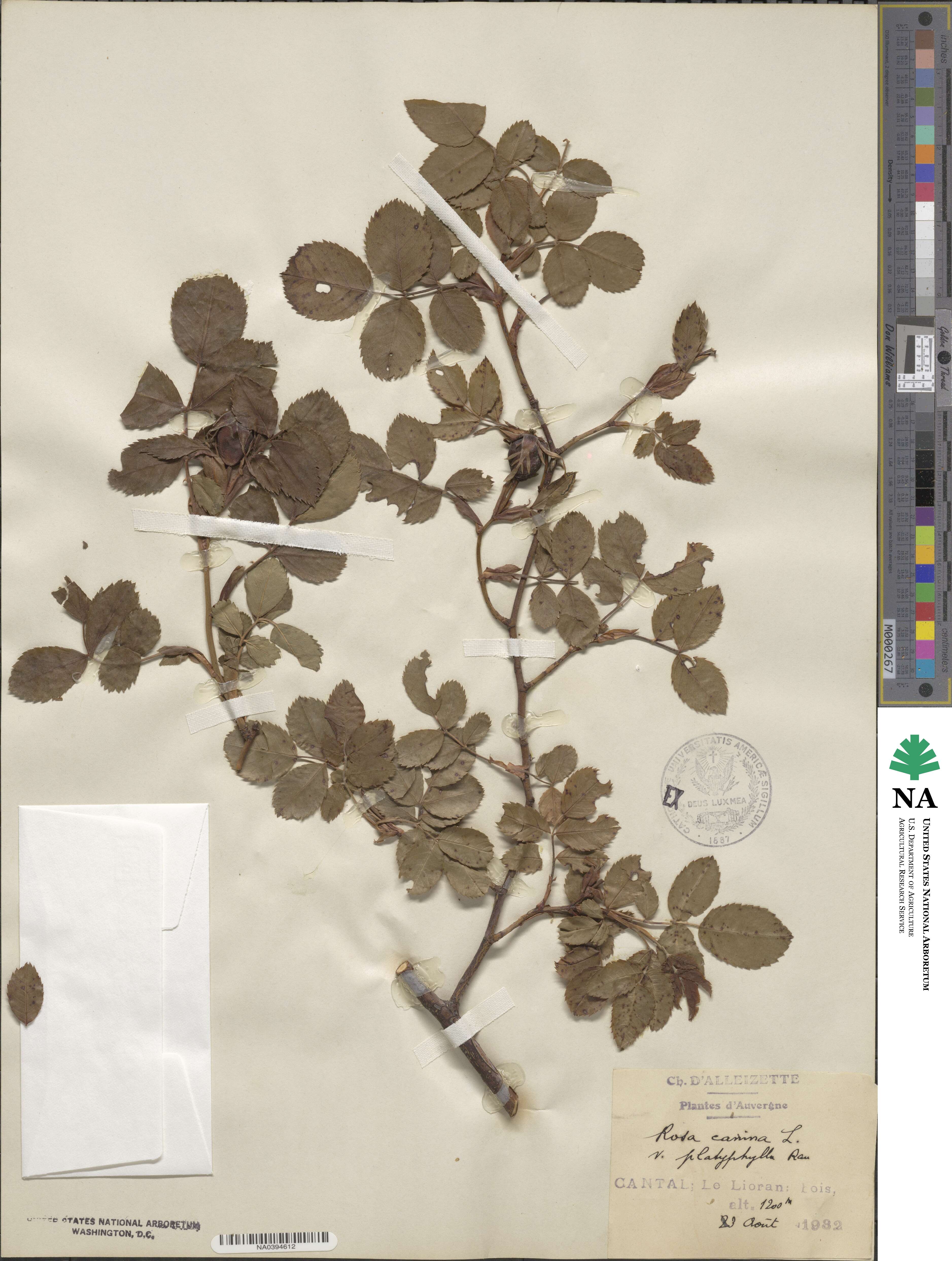 Rosa corymbifera image