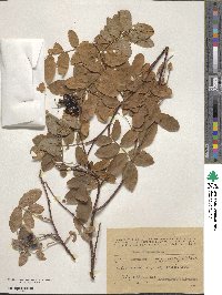 Rosa cinnamomea image