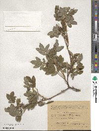 Rosa cinnamomea image