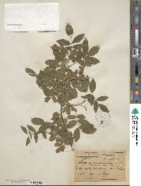 Rosa cinnamomea image