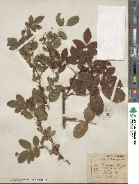 Rosa cinnamomea image