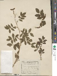 Rosa cinnamomea image