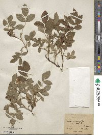 Rosa stylosa image