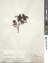 Rosa stylosa image