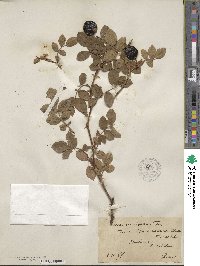 Rosa caesia image