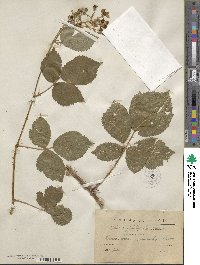 Rosa caesia image