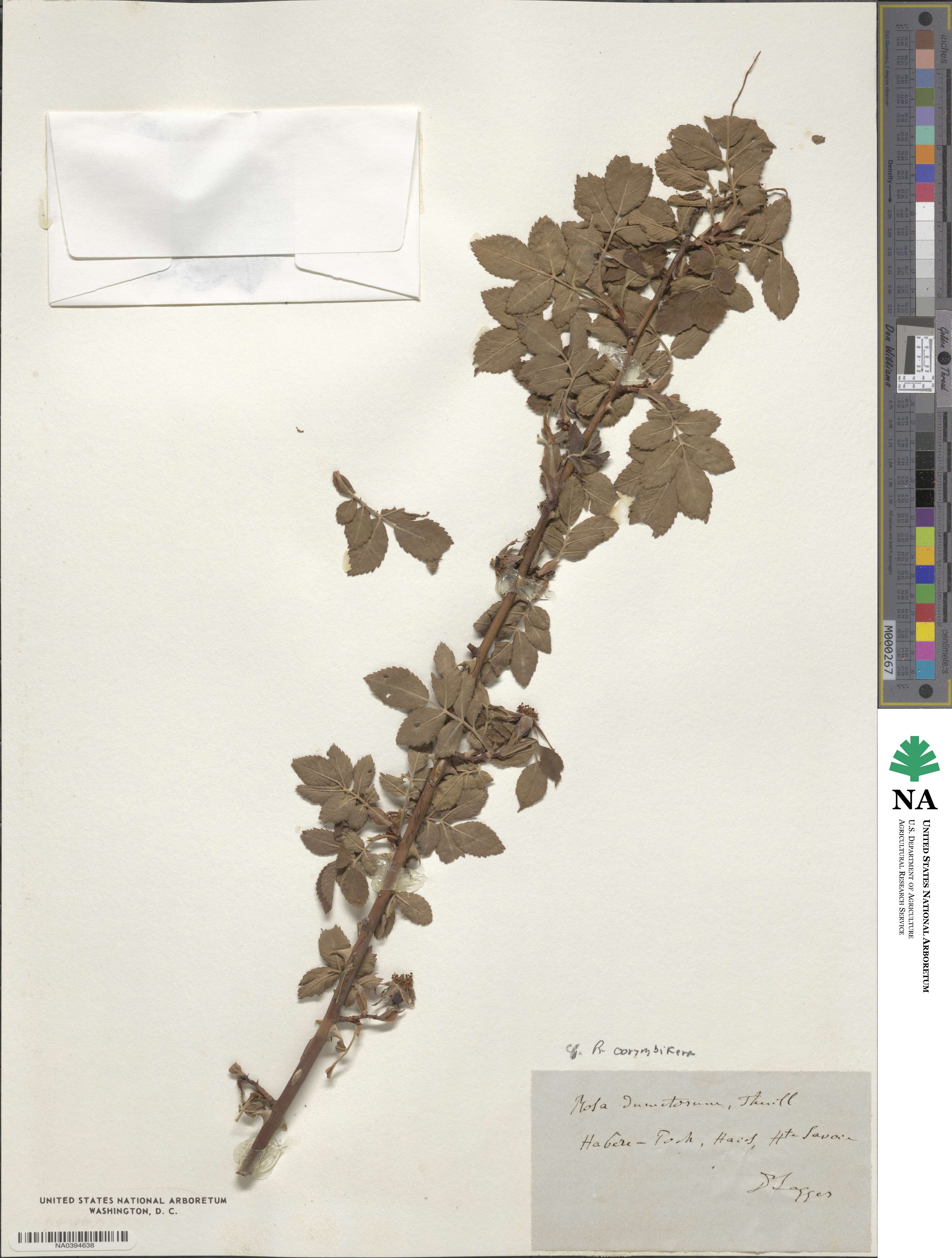 Rosa corymbifera image
