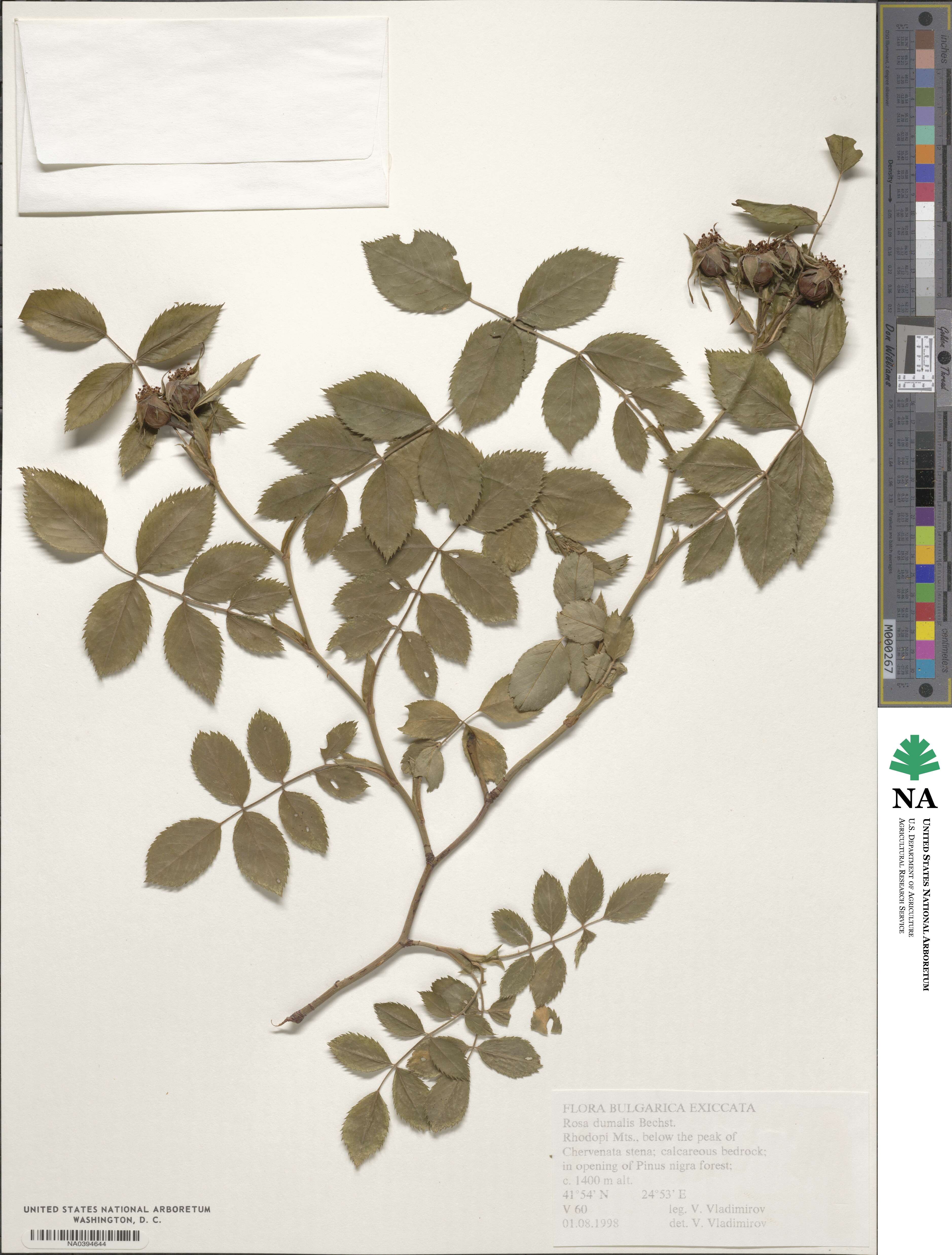 Rosa dumalis image
