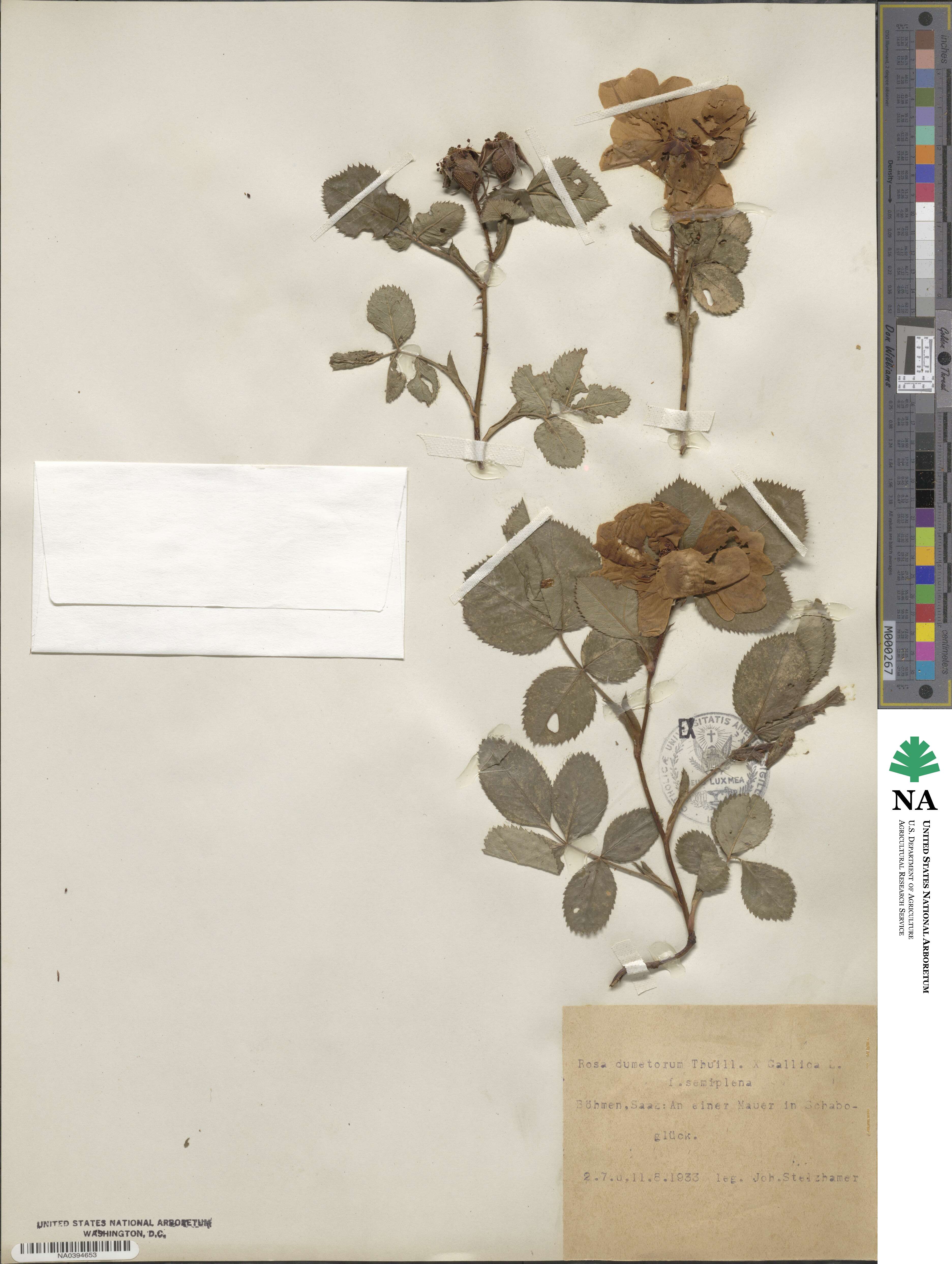 Rosa corymbifera image