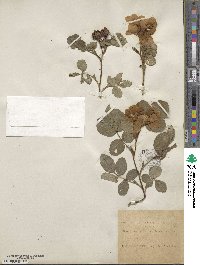 Rosa corymbifera image