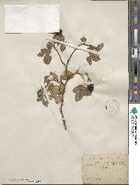 Rosa corymbifera image