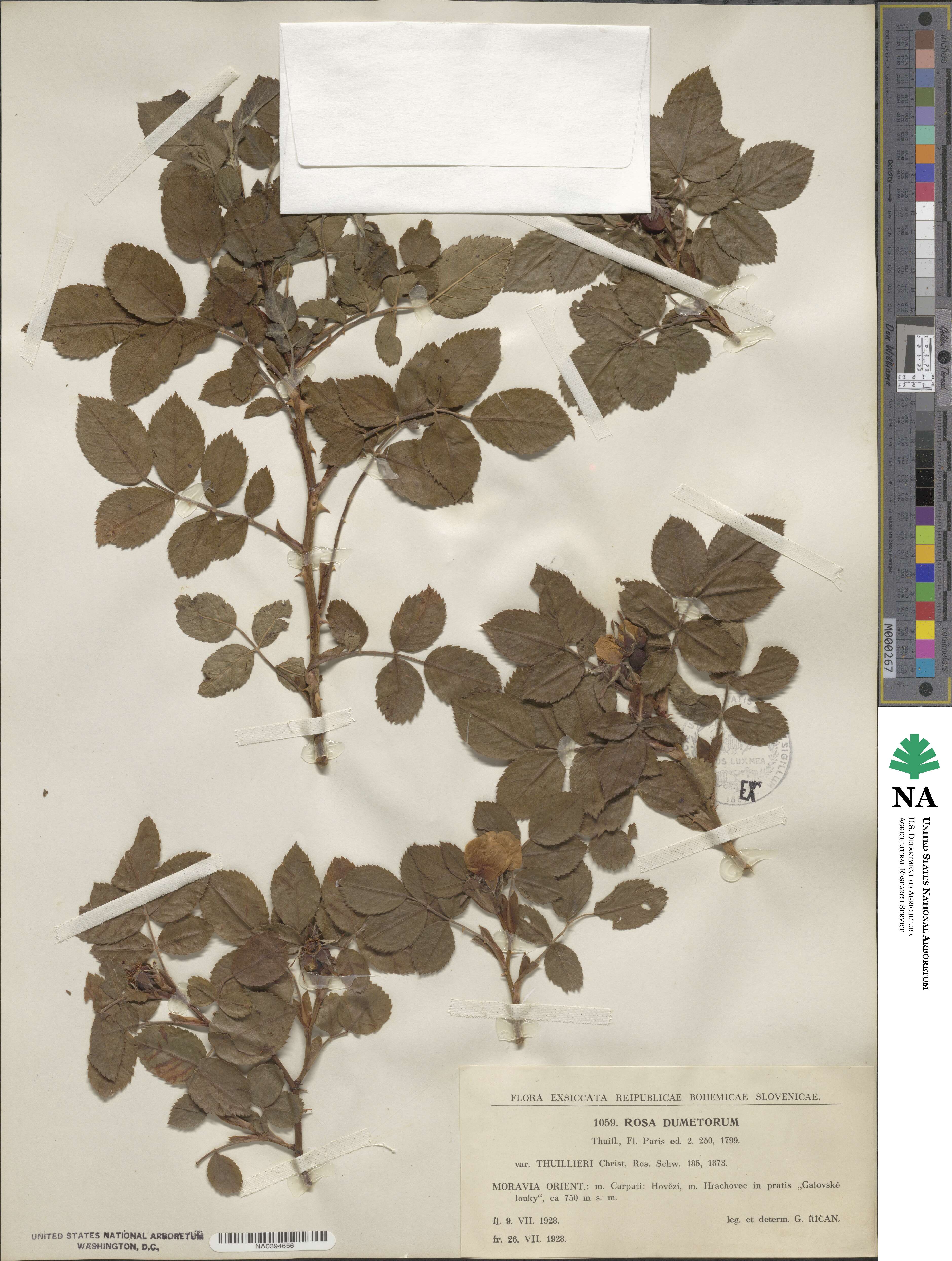 Rosa corymbifera image