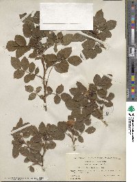 Rosa corymbifera image