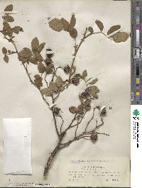 Rosa corymbifera image