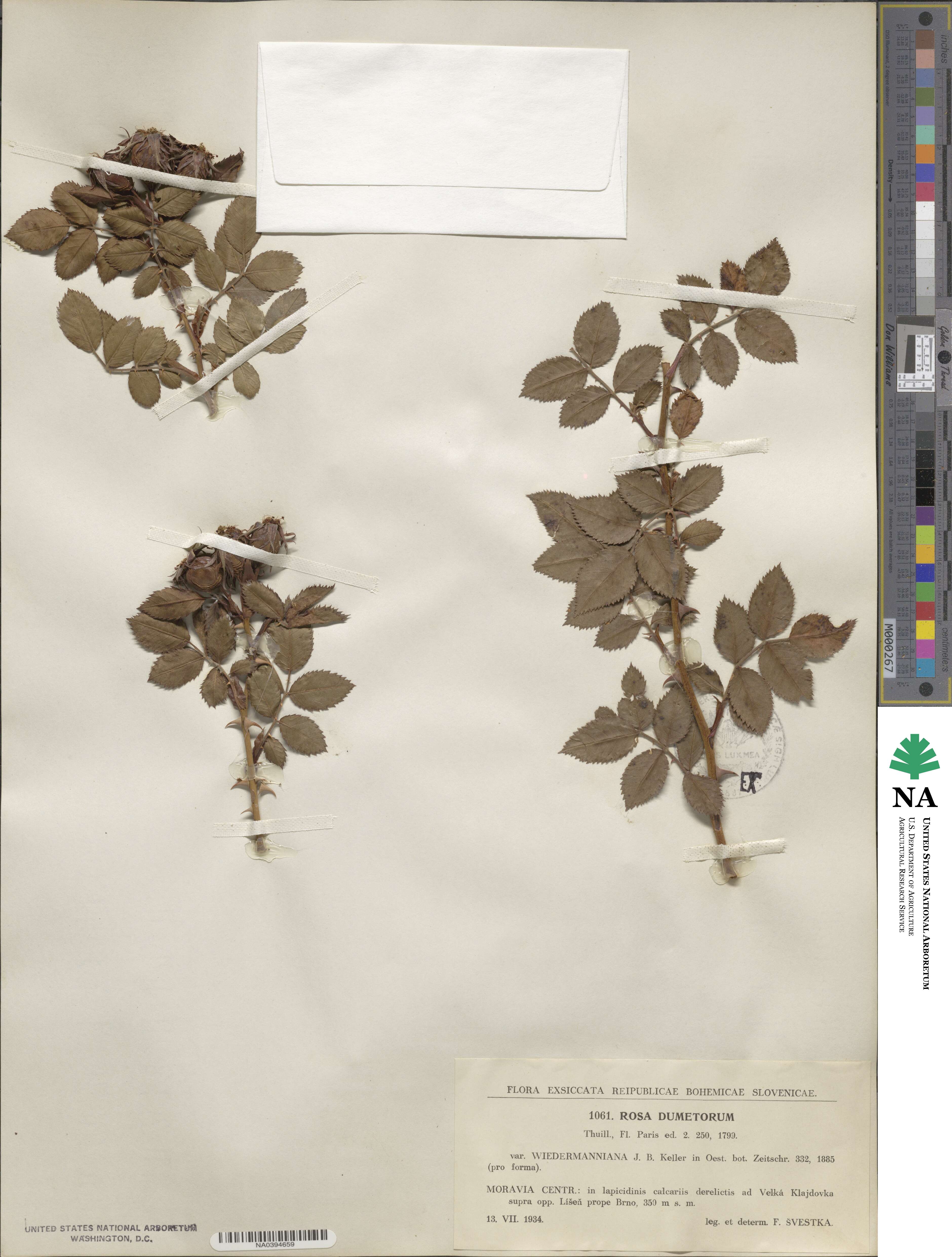 Rosa corymbifera image