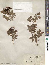 Rosa corymbifera image