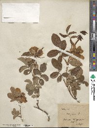 Rosa gallica image