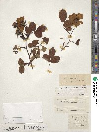 Rosa gallica image