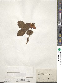 Rosa gallica image