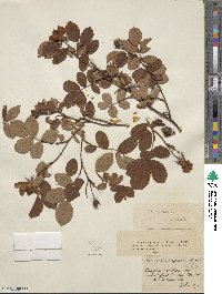 Rosa gallica image