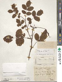 Rosa gallica image