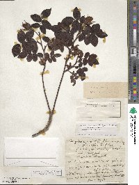 Rosa gallica image