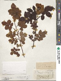 Rosa gallica image