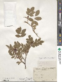 Rosa glauca image